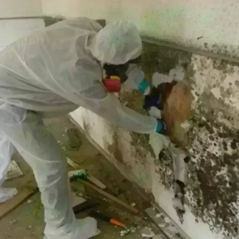 Mold Remediation and Removal in Galena Park, TX